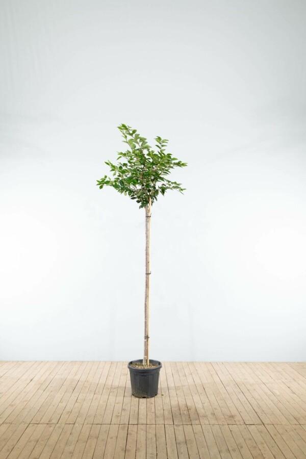 Prunus Accolade hoogstam 10/12, Tuin en Terras, Planten | Tuinplanten