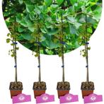 Ginkgo biloba + pot 9cm 4 pcs, Tuin en Terras, Verzenden, Volle zon