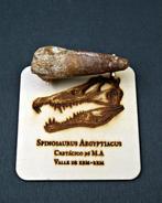Spinosaurus - Gefossiliseerde slagtand - Spinosaurus
