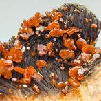 VANADINITE op BARITE zwart, 100+ bloedrode kristallen,, Verzamelen, Mineralen en Fossielen