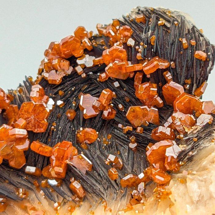 VANADINITE op BARITE zwart, 100+ bloedrode kristallen,, Verzamelen, Mineralen en Fossielen