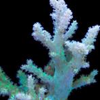 Sinularia Asterolobata (Vingerleder Koraal) Groen S (Ong. 5, Dieren en Toebehoren, Ophalen of Verzenden, Nieuw