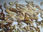 Haai - Fossiele tand - Varios tiburones (Zonder