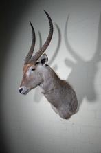 Waterbok Taxidermie wandmontage - Kobus ellipsiprymnus - 0, Verzamelen, Dierenverzamelingen, Nieuw