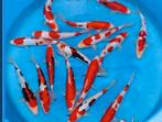 Zaterdag open !! Veel Japan koi! Leonie’s Nishikigoi !!, Dieren en Toebehoren, Vissen | Vijvervissen, Karper of Koi