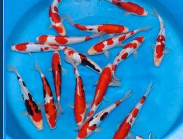 Zaterdag open !! Veel Japan koi! Leonie’s Nishikigoi !! beschikbaar voor biedingen