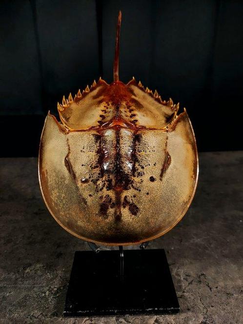 ZONDER RESERVE krab in hoefijzervorm Taxidermie volledige, Verzamelen, Dierenverzamelingen