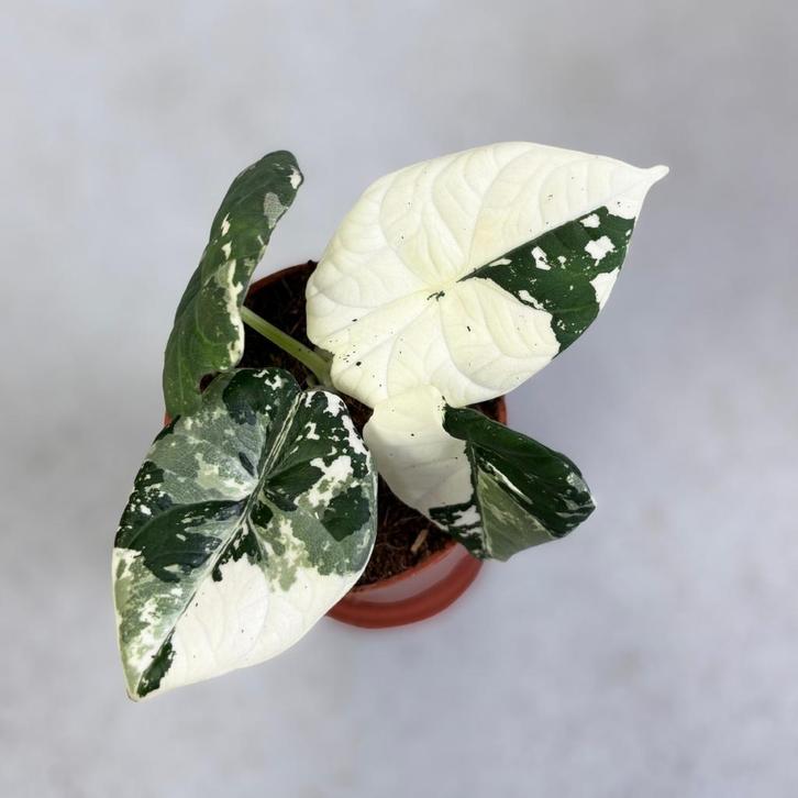 Alocasia, Philodendon, Anthurium en meer voor top prijzen!, Huis en Inrichting, Kamerplanten