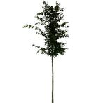 Beukenboom - Carpinus Betulus - Omtrek: 6-10 cm | Hoogte: 25, Ophalen of Verzenden