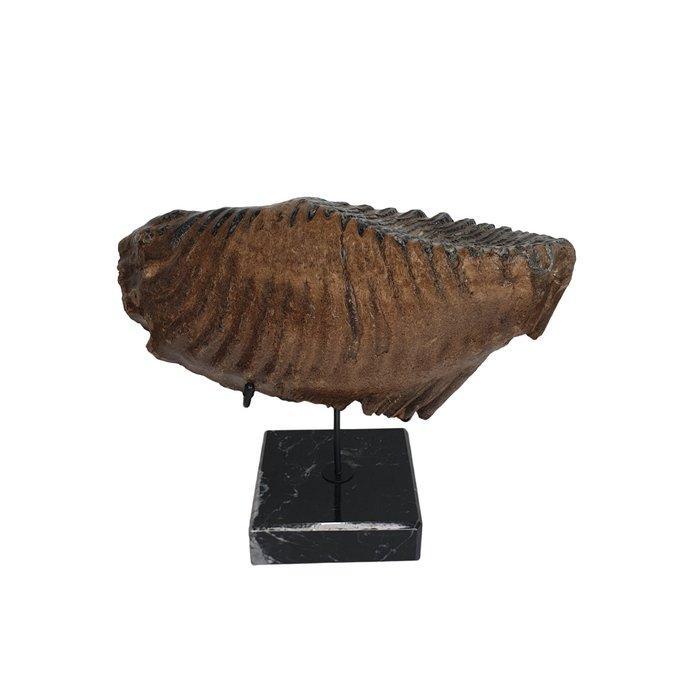 2,5 kg Fossiele Wolharige Mammoet kies op standaard -, Verzamelen, Mineralen en Fossielen