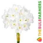 Bloembollen - 40 x Narcis Paperwhite - wit, Verzenden, Voorjaar, Volle zon, Bloembol