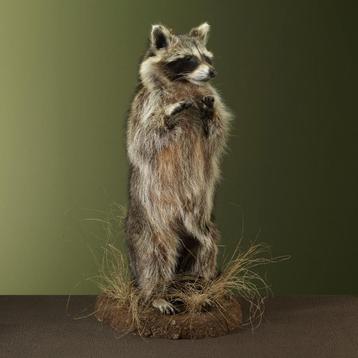 Wasbeer Taxidermie Opgezette Dieren By Max beschikbaar voor biedingen