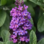 Vlinderstruik Buddleia davidii Chrysalis™ Blue (blauw), Ophalen of Verzenden, Vaste plant, Siergrassen
