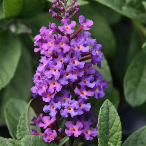 Vlinderstruik Buddleia davidii Chrysalis™ Blue (blauw), Tuin en Terras, Planten | Tuinplanten, Siergrassen, Vaste plant, Ophalen of Verzenden