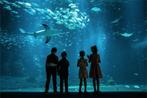 Duoticket voor Nausicaá, Europas grootste aquarium