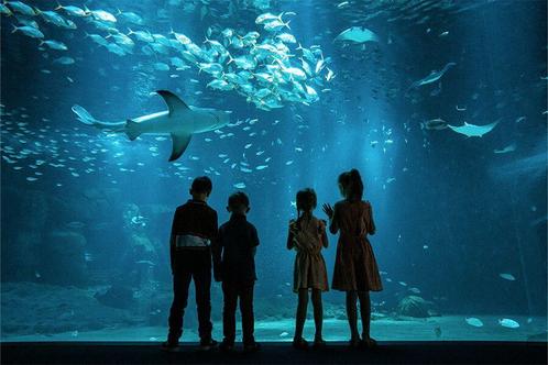 Duoticket voor Nausicaá, Europas grootste aquarium, Tickets en Kaartjes, Recreatie | Dierentuinen