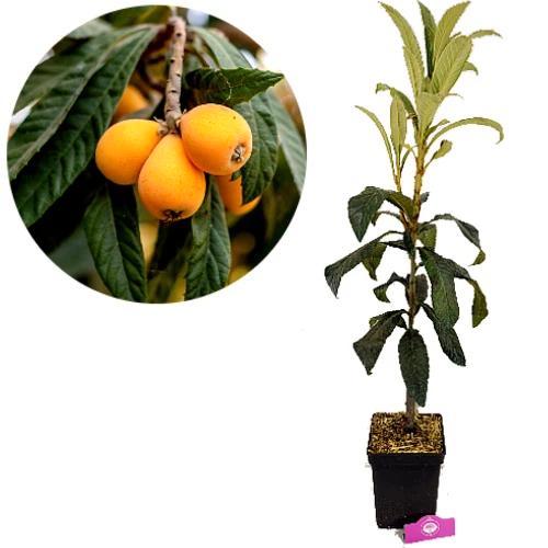 Eriobotrya japonica + Pot 23cm, Tuin en Terras, Planten | Fruitbomen, Volle zon, Verzenden
