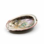 Abalone Schelp - Medium - 70 tot 90 mm, Huis en Inrichting, Woonaccessoires | Overige, Verzenden, Nieuw