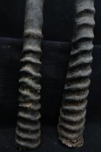 Gemsbok Hoorns - Oryx gazella - 3 cm - 3 cm - 67 cm-, Nieuw