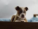 Old English Bulldog pups! | Mogen mee! | Hartelijk Welkom., Parvo, Nederland, 8 tot 15 weken, Bulldog