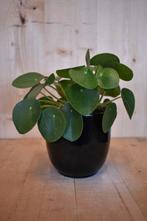 Pilea 'pannenkoekplant' in zwarte pot, Huis en Inrichting, Kamerplanten, Verzenden