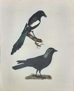 Prideaux John Selby: 10 hand coloured Lithographs from