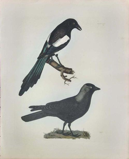 Prideaux John Selby: 10 hand coloured Lithographs from, Antiek en Kunst, Antiek | Boeken en Bijbels