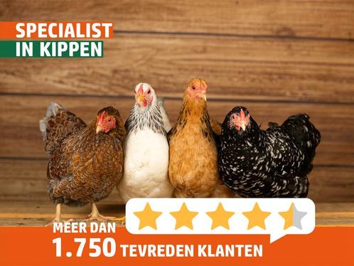 Jonge Wyandotte kriel kippen | Ingeënte en goed advies, Dieren en Toebehoren, Pluimvee, Kip, Meerdere dieren