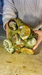 Ammoniet - Gefossiliseerd dier - Nautilus - Aioloceras