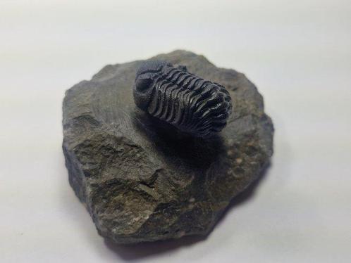 Trilobiet - Gefossiliseerd dier - Phacops - 9.5 cm (Zonder, Verzamelen, Mineralen en Fossielen