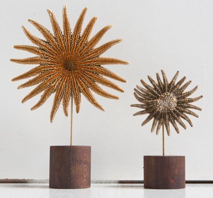 Zonnebloem-zeester. Taxidermie volledige montage -, Verzamelen, Dierenverzamelingen