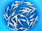 Sakazume 14-16cm  platinum ogon mix (Japanse Koi), Karper of Koi