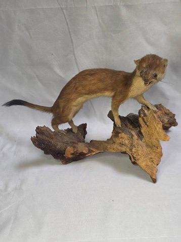 Wezel Taxidermie volledige montage - Wezel - 20 cm - 35 cm - beschikbaar voor biedingen