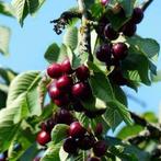 Kersenbomen | Eigen kwekerij voorraad | BetuweBomen, Tuin en Terras, Planten | Bomen