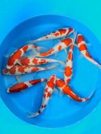Hirasawa Marusei 27-32cm (Japanse Koi), Dieren en Toebehoren, Vissen | Vijvervissen, Karper of Koi