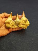 Mosasaurus - Fossiele tanden - mosasaurus - 8 cm - 11 cm