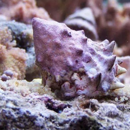 Astralium (Spiny turban slak), Dieren en Toebehoren, Vissen | Aquaria en Toebehoren, Ophalen of Verzenden