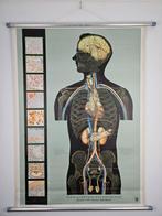 Vintage anatomische schoolkaart - Deutsches Gesundheits