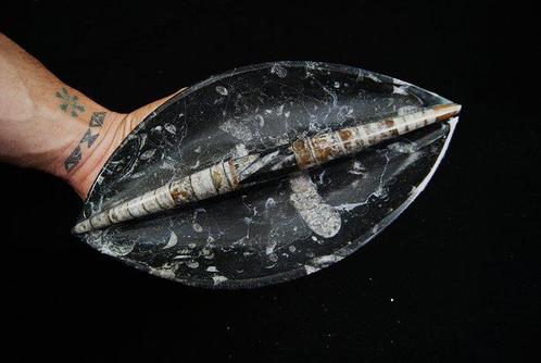 Elegante decoratieve schaal met dubbele laag met, Verzamelen, Mineralen en Fossielen