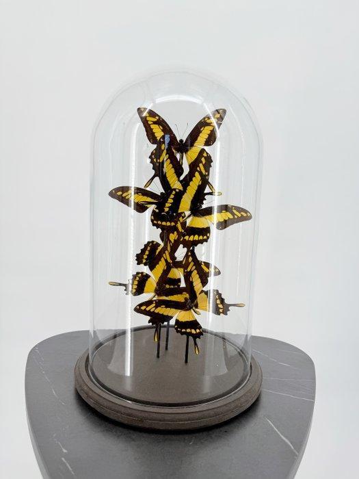 Ulysses vlinders Taxidermie volledige montage - Papilio, Verzamelen, Dierenverzamelingen