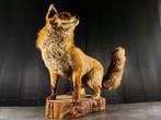 Rode vos Taxidermie volledige montage - Vulpes vulpes - 62, Nieuw