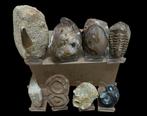 Verzameling - Gefossiliseerd dier - Coleccion de Fosiles - 0, Verzamelen