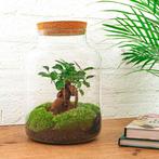 DIY terrarium - Milky met bonsai -  30 cm  - Normal, Huis en Inrichting, Kamerplanten, Verzenden