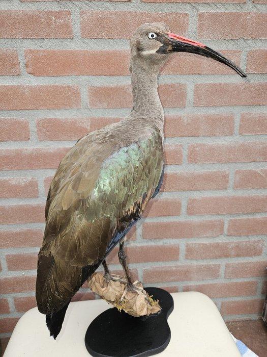 Hadada ibis Taxidermie volledige montage - Bostrychia, Verzamelen, Dierenverzamelingen