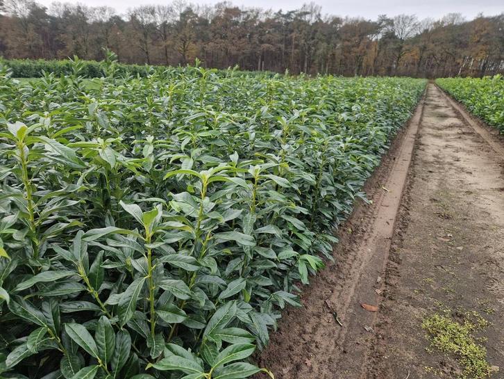 Laurier (Prunus Genolia) smal blijvende laurier, Tuin en Terras, Planten | Struiken en Hagen, Ophalen