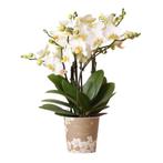 Kolibri Orchids | witte Phalaenopsis orchidee - Lausanne- po, Verzenden, Nieuw