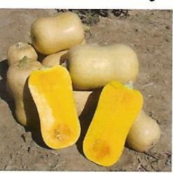 Sunset Butternut Sunset Butternut, Hobby en Vrije tijd, Knutselen, Nieuw, Ophalen of Verzenden