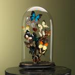 Vlinders in Stolp Taxidermie Opgezette Dieren By Max, Verzamelen, Dierenverzamelingen, Ophalen of Verzenden, Nieuw, Insect, Opgezet dier