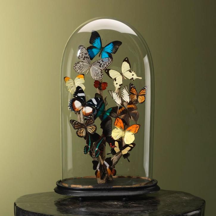 Vlinders in Stolp Taxidermie Opgezette Dieren By Max, Verzamelen, Dierenverzamelingen, Opgezet dier, Nieuw, Insect, Ophalen of Verzenden