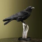 Kraai Taxidermie Opgezette Dieren By Max, Ophalen of Verzenden, Nieuw, Vogel, Opgezet dier